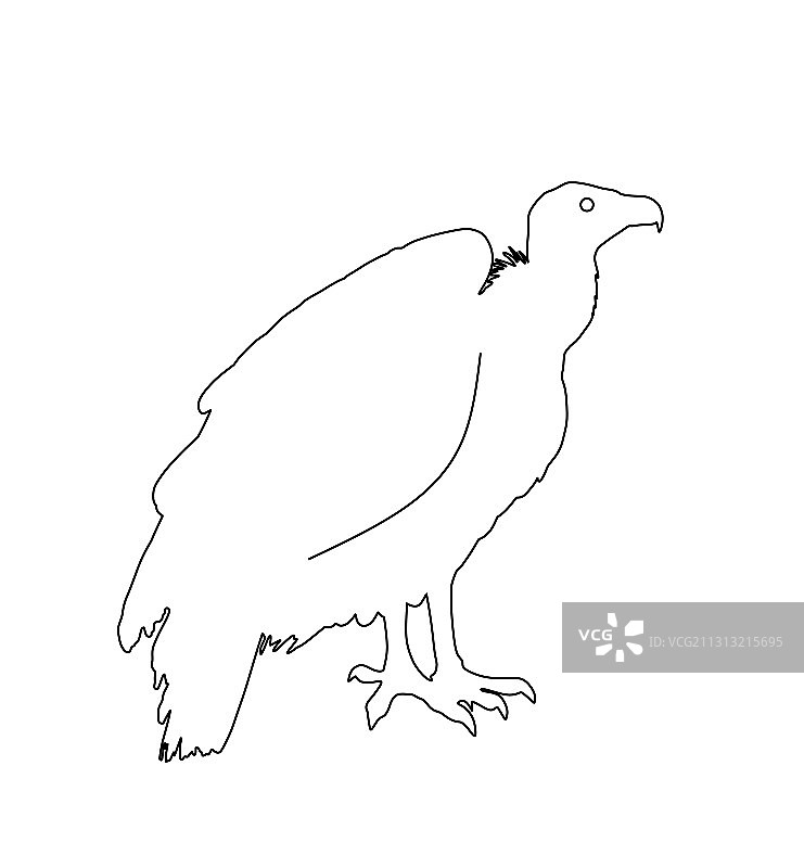 秃鹫轮廓剪影图片素材
