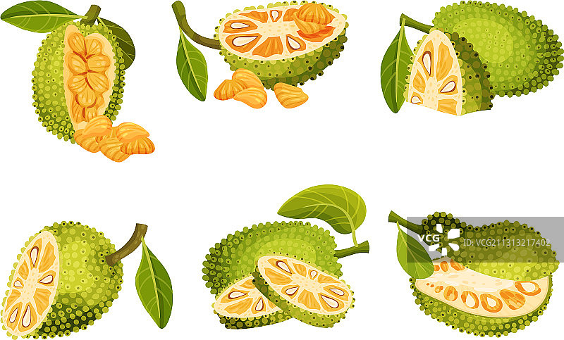 带有种皮的鲜绿色成熟菠萝蜜图片素材