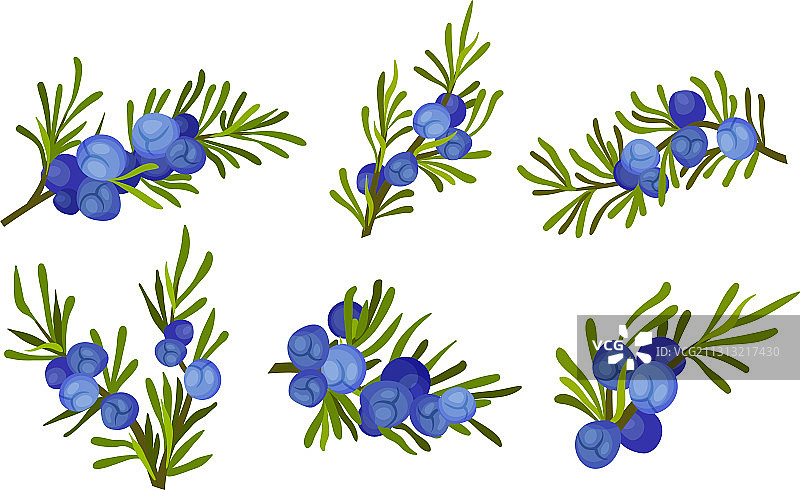 针状叶和蓝色浆果的杜松树枝图片素材