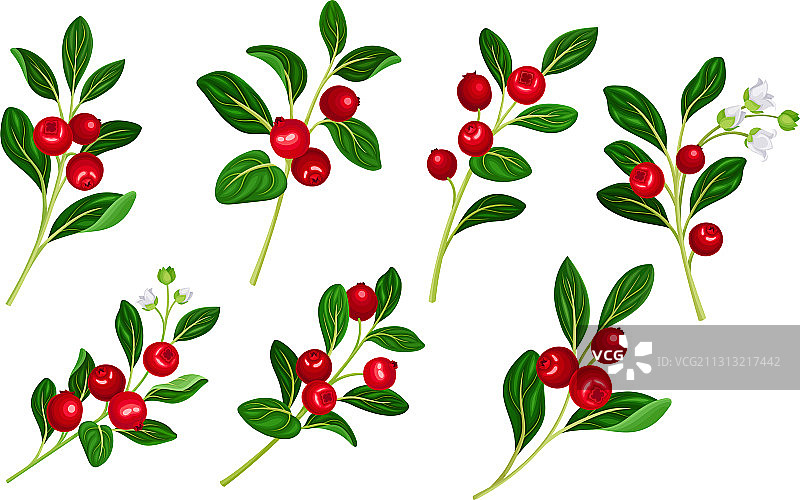 带有椭圆形叶子的越橘枝图片素材