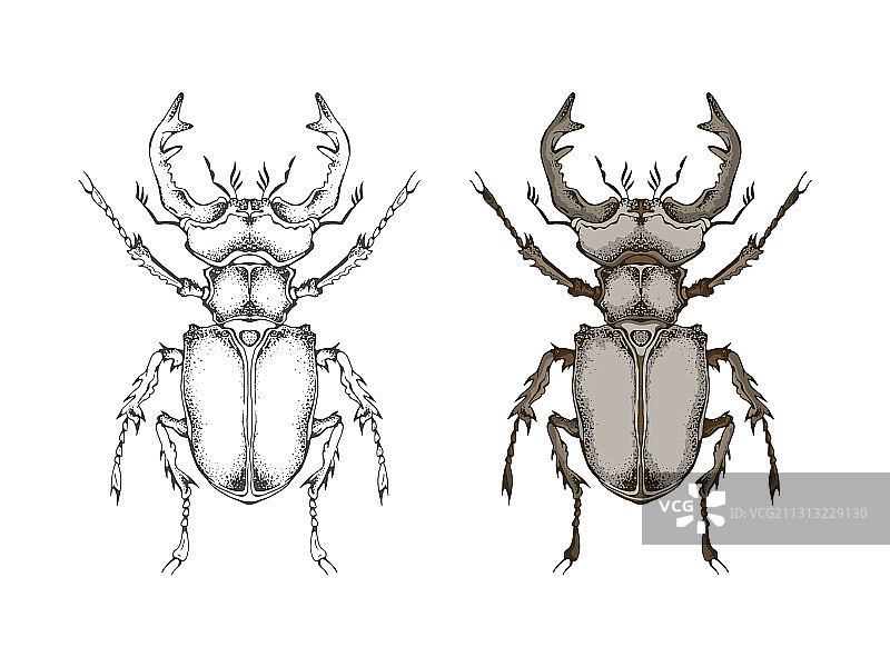 手绘锹形虫两种变体图片素材