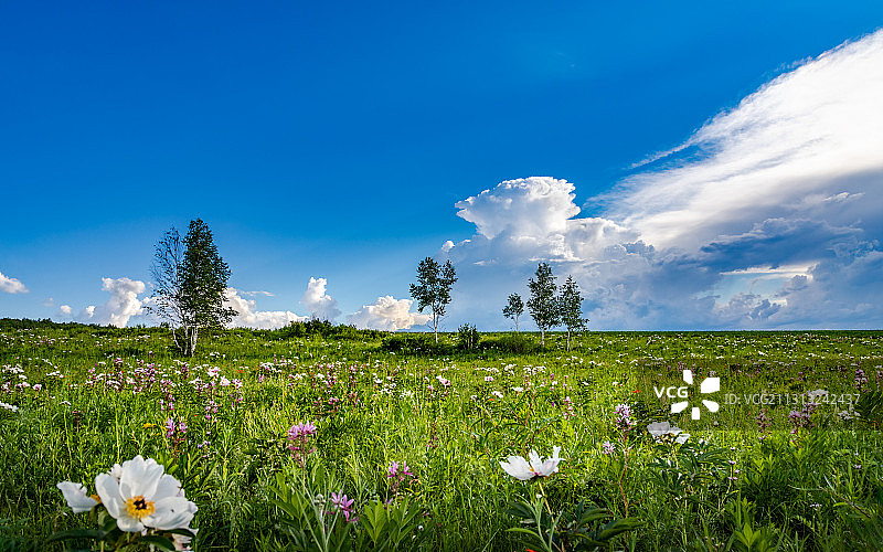 呼伦贝尔大草原盛开的鲜花图片素材