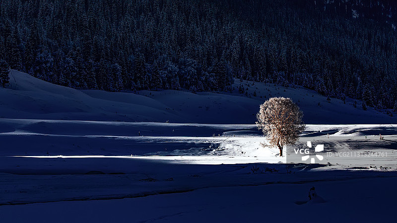 一棵树图片素材