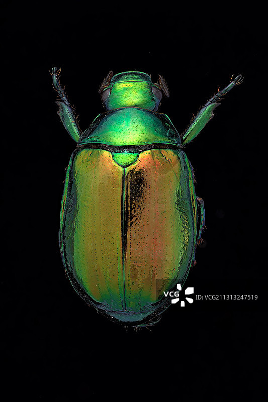 花金龟图片素材