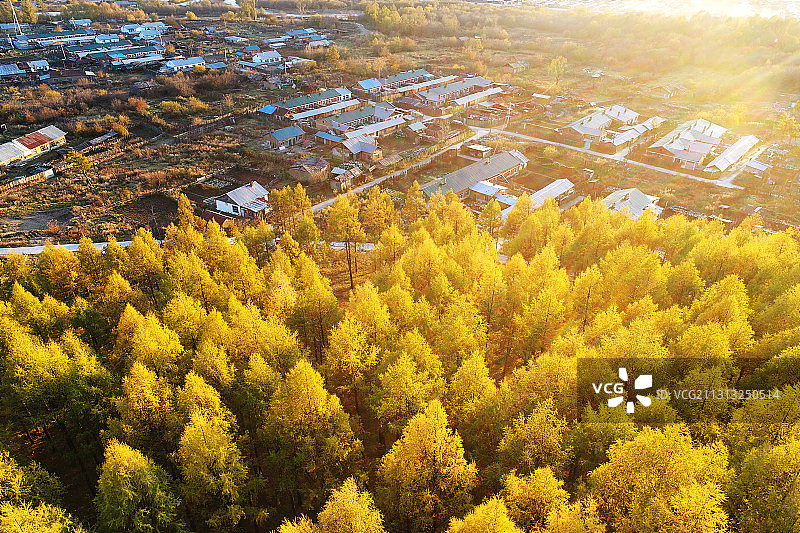 大兴安岭金色松林环绕着森林村庄图片素材
