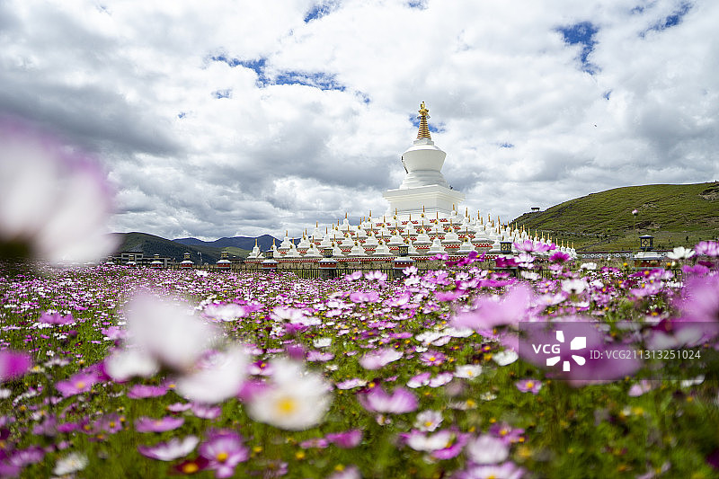 甘孜理塘格桑花图片素材