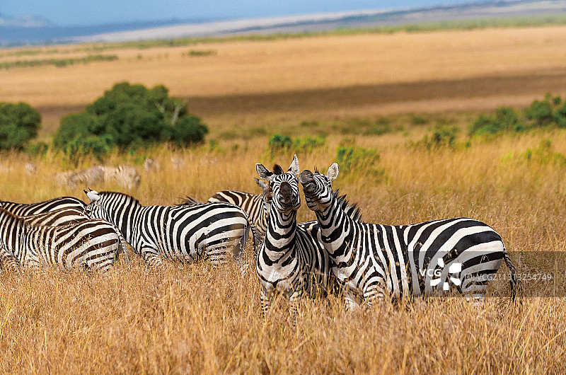 非洲斑马图片素材