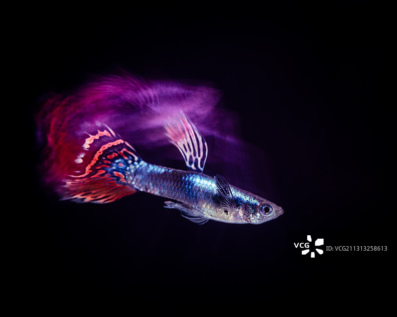 孔雀鱼图片素材