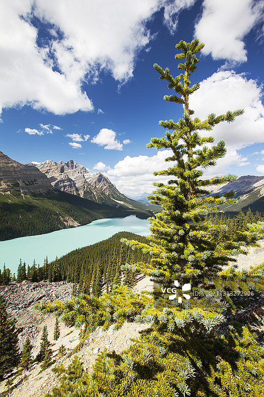 加拿大落基山脉中绝美的佩托湖图片素材