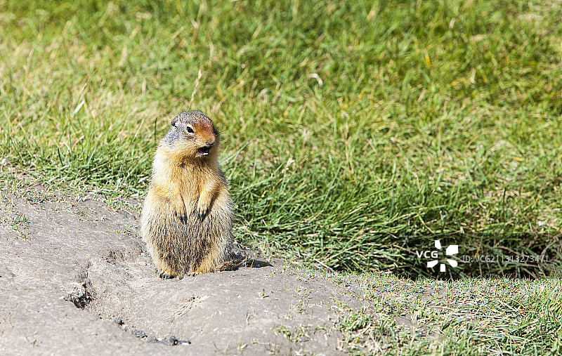 加拿大落基山脉的哥伦比亚黄鼠图片素材