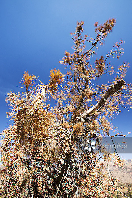 美国加州特哈查比山口因长期干旱而枯死的松树图片素材