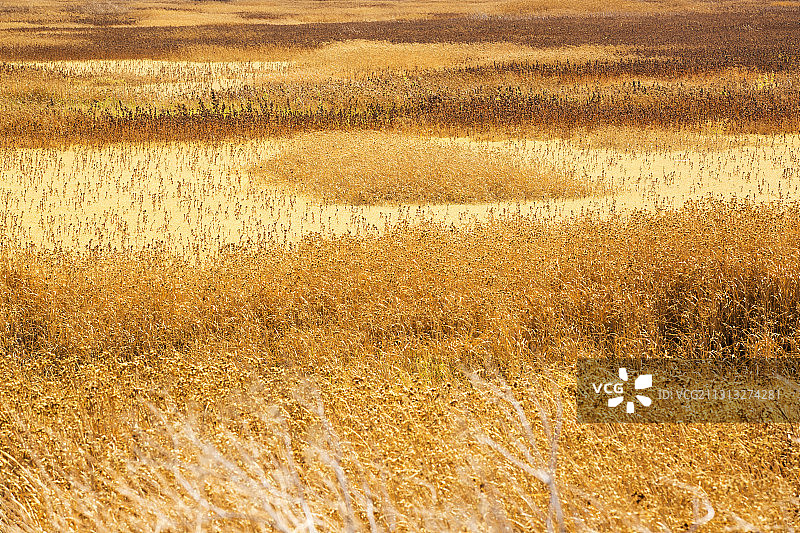 加利福尼亚中央谷地克恩河谷野生动物保护区旱情图片素材