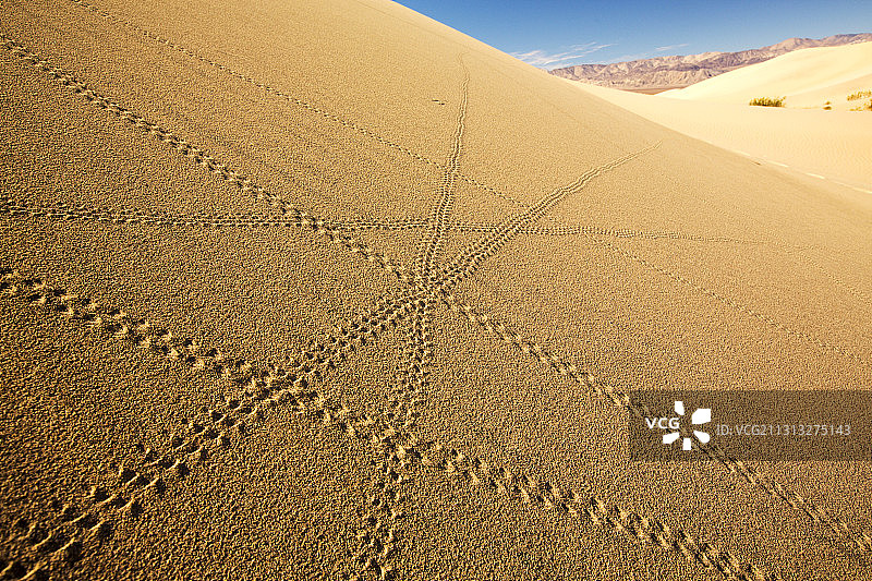死亡谷梅斯基特平原沙丘上的蜥蜴足迹图片素材