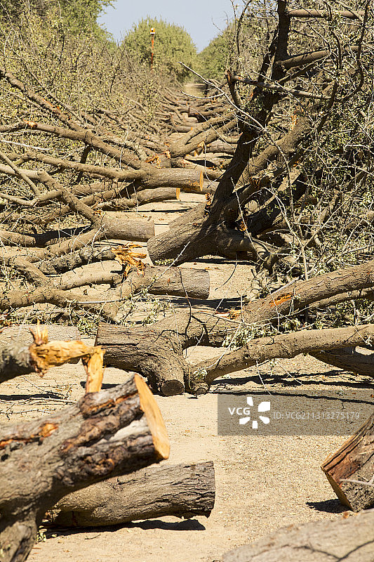 杏仁树林因缺水被砍伐：美国西部加州中部山谷瓦斯科的旱情图片素材