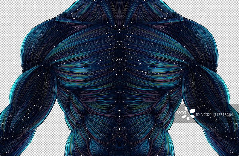 人体躯干图片素材