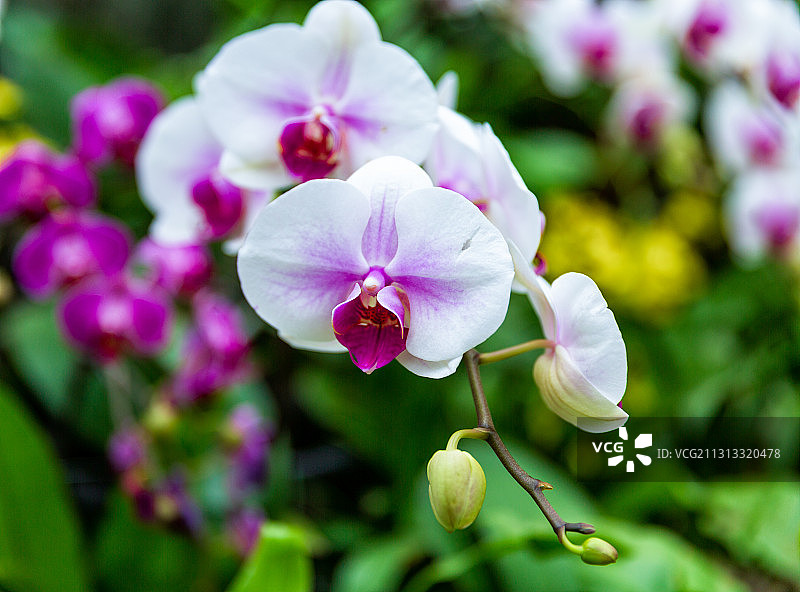 蝴蝶兰特写图片素材