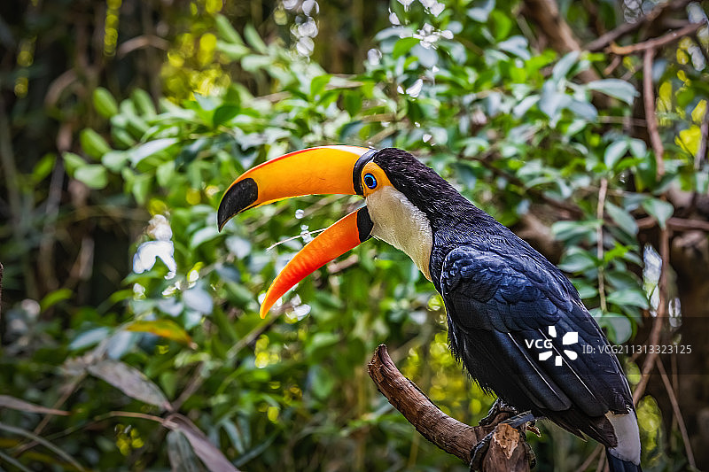 巨嘴鸟图片素材
