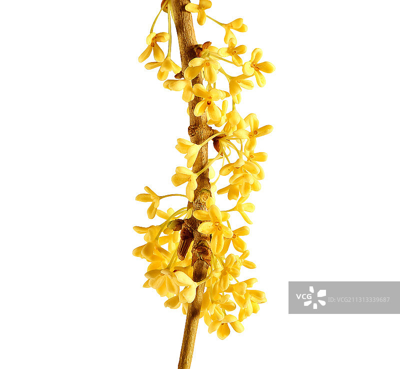 桂花特写图片素材