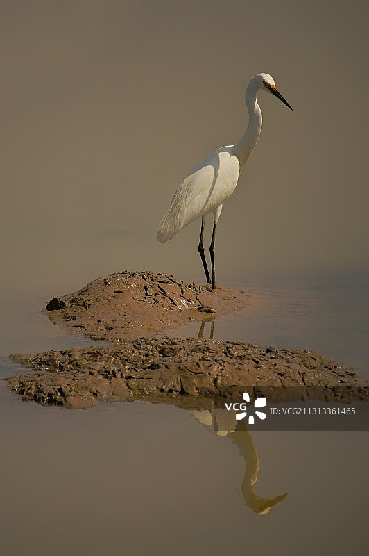 《夕阳吊孤影》它安静地独立，如同渔翁惬意地垂钓。图片素材