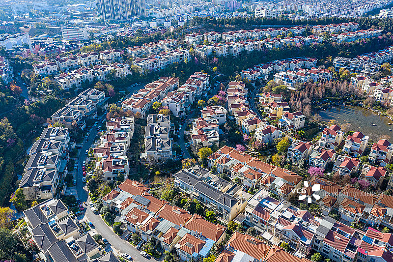 云南省玉溪市城市风光（冬樱花）图片素材