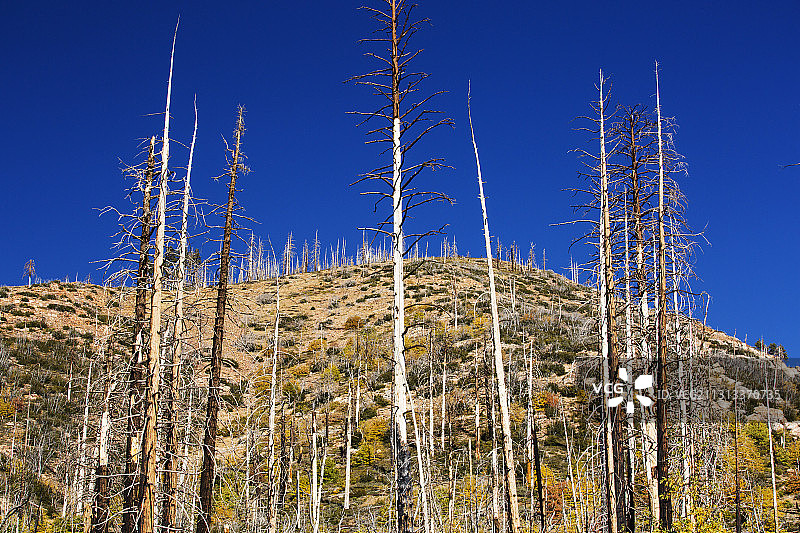 美国加利福尼亚州红杉国家森林图勒河地区野火摧毁的森林图片素材