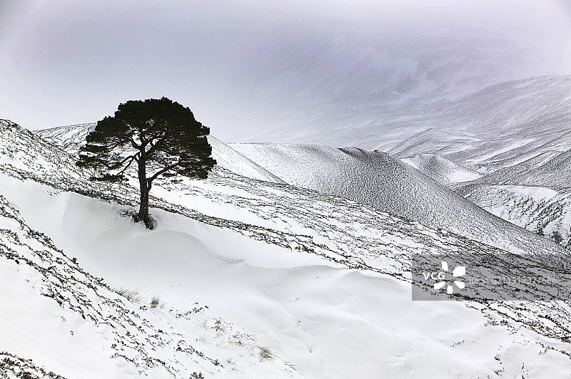 英国苏格兰凯恩戈姆山坡上的苏格兰松树林图片素材