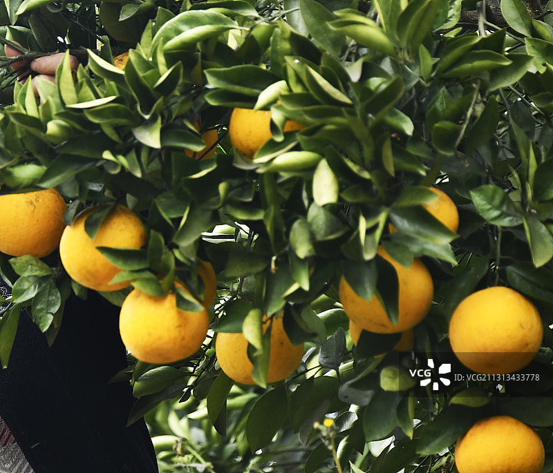 贵州省遵义市新蒲新区新舟镇群乐村胡柚进入成熟期图片素材