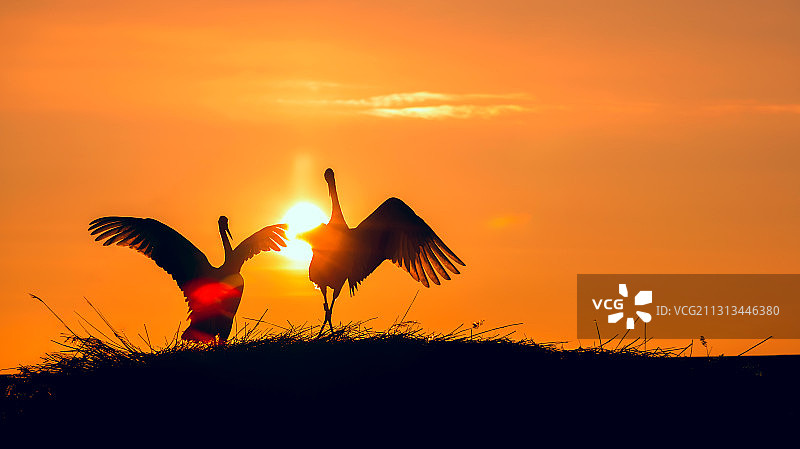 丹顶鹤图片素材