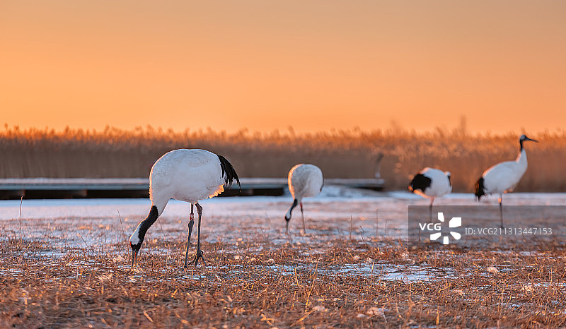 丹顶鹤图片素材