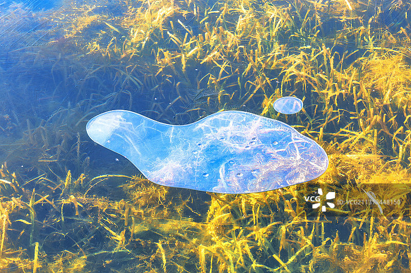 冰层下的水草+南湖公园（南京）图片素材