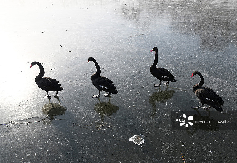 枣庄微山湖湿地内的黑天鹅在冰面漫步图片素材