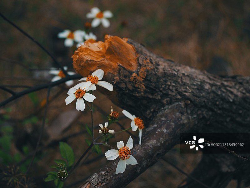 繁花和枯枝图片素材