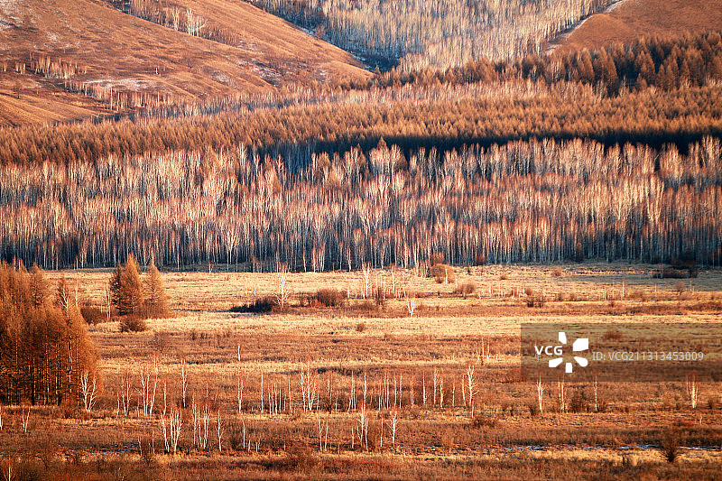 大兴安岭冬季山野密林景观图片素材