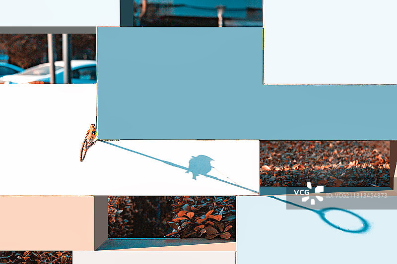 鸟与影+南湖公园（南京）图片素材