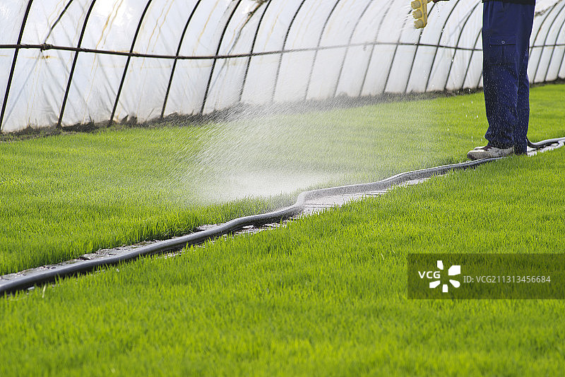 水稻育秧图片素材