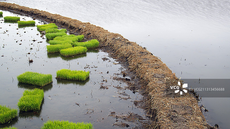 水稻育秧图片素材