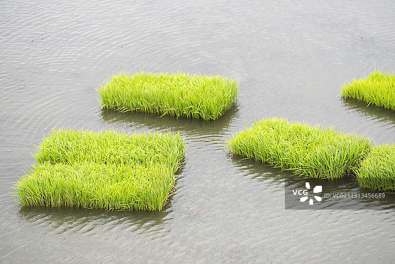 水稻育秧图片素材