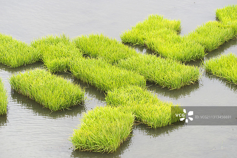 水稻育秧图片素材