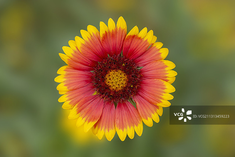 天人菊  拍摄于济南鏊子山山体公园图片素材