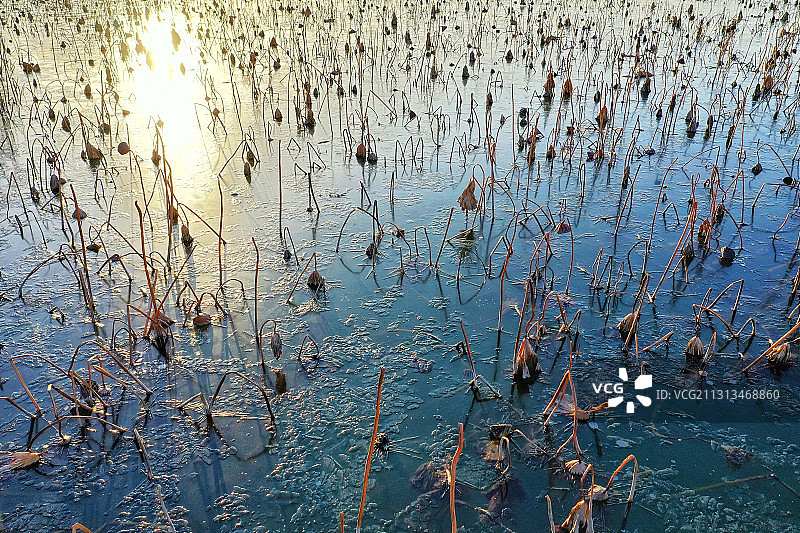 冬季逆光下的南京玄武湖公园湖面结冰冻住残荷的自然景观图片素材