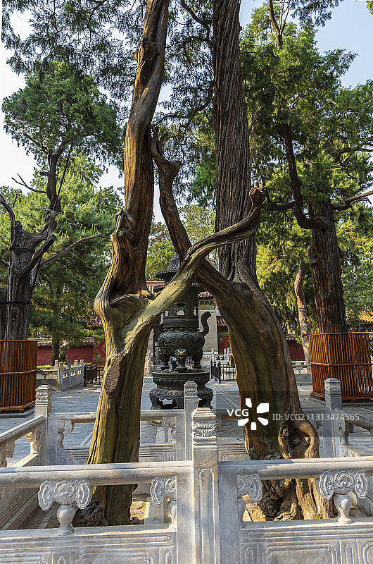 北京故宫御花园连理枝（连理柏、夫妻树）图片素材