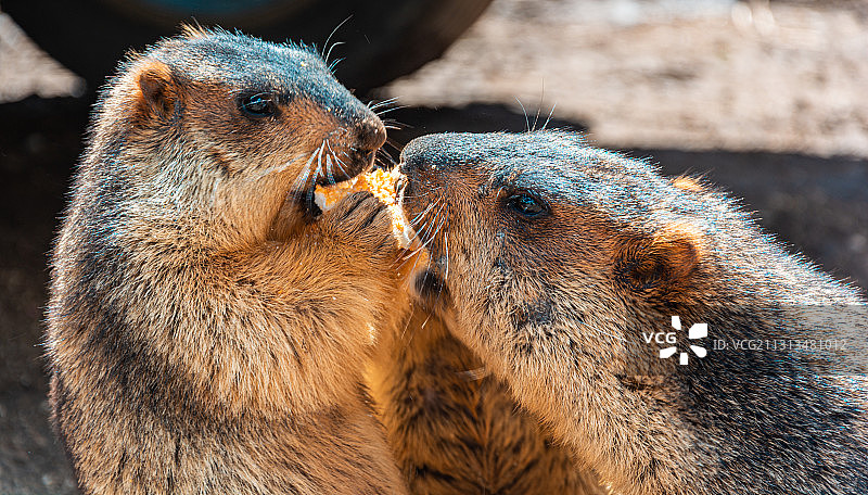 争抢食物的土拨鼠图片素材