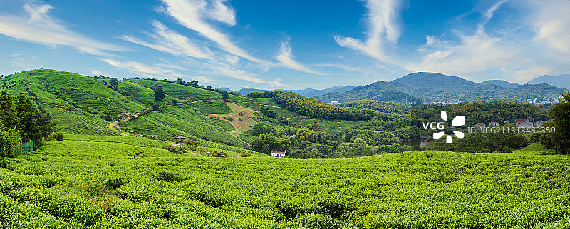 溧阳茶园图片素材