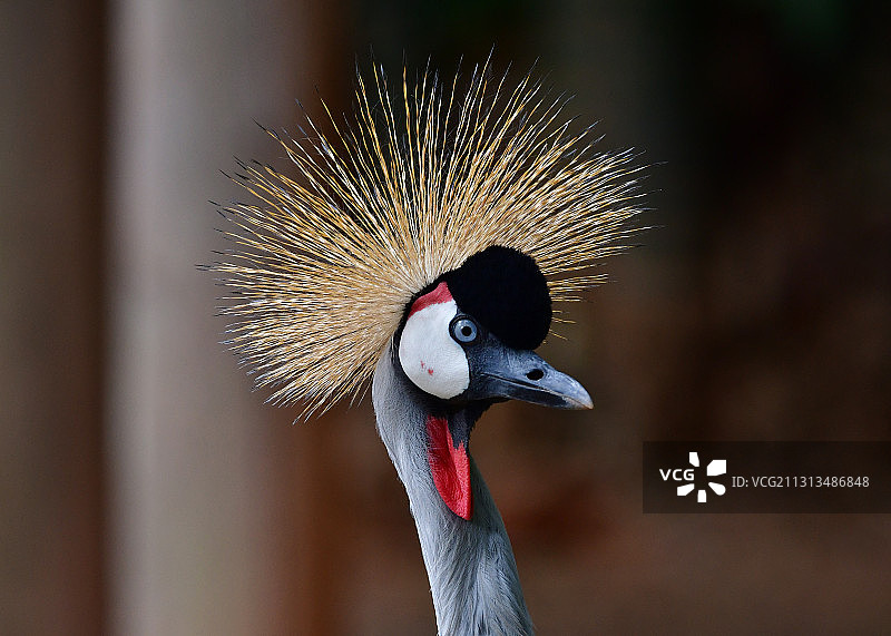 东非冠鹤头部特写图片素材