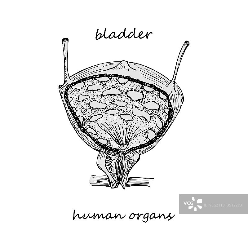 手绘膀胱图标图片素材
