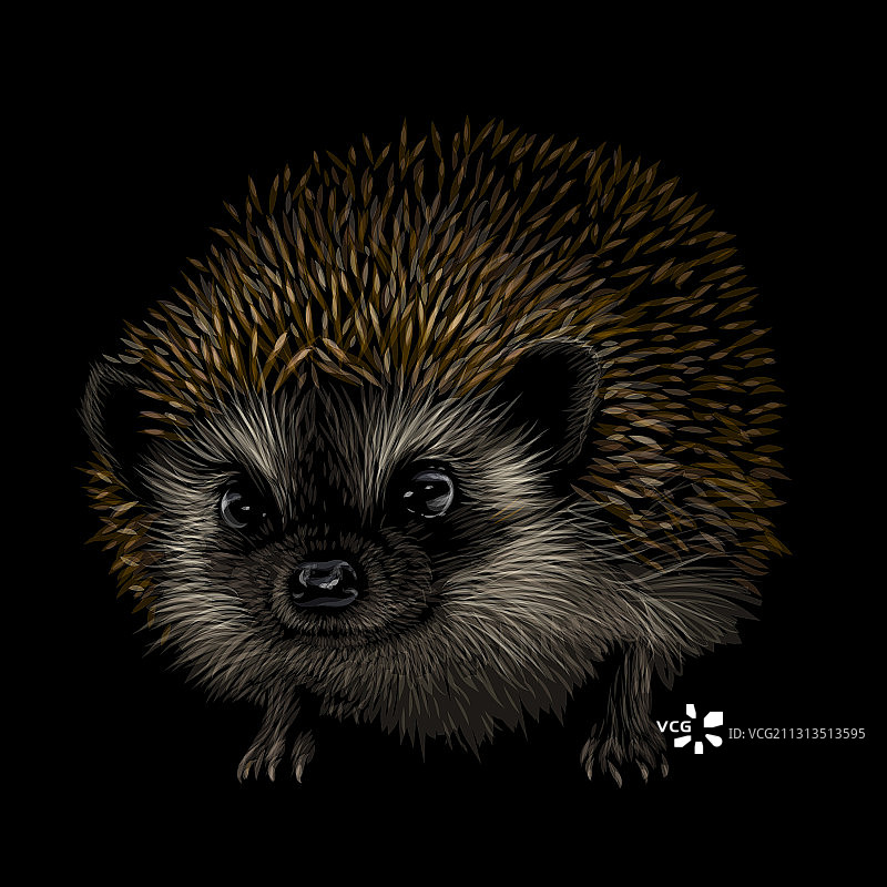 刺猬艺术彩色手绘肖像图片素材