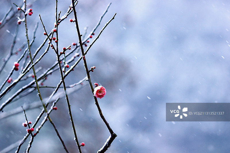 雪纷飞图片素材