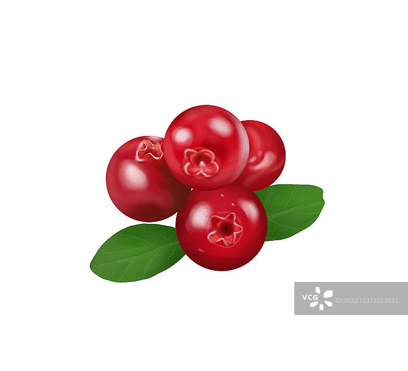 蔓越莓图片素材