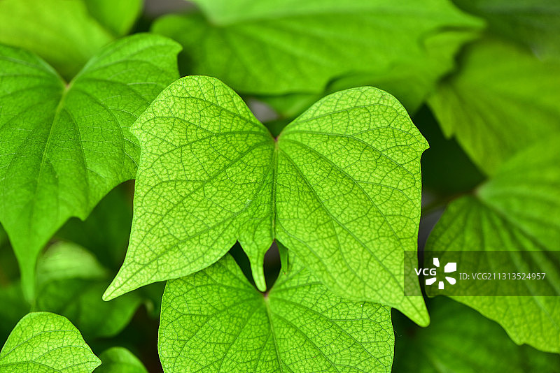 蝶变   红薯叶子由于气候变化有些变异，形状像蝴蝶。图片素材