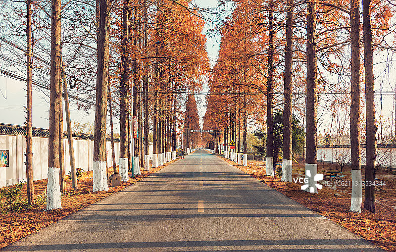 南京六合龙袍街道秋天金黄色水杉田园风光图片素材